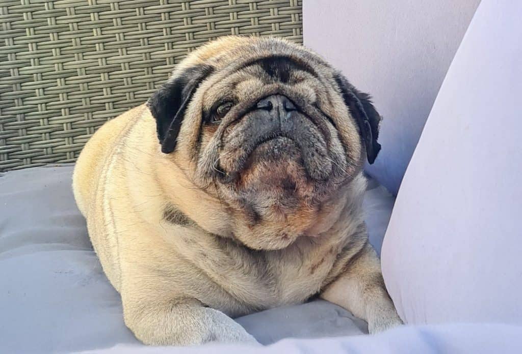 Ralph the Pug