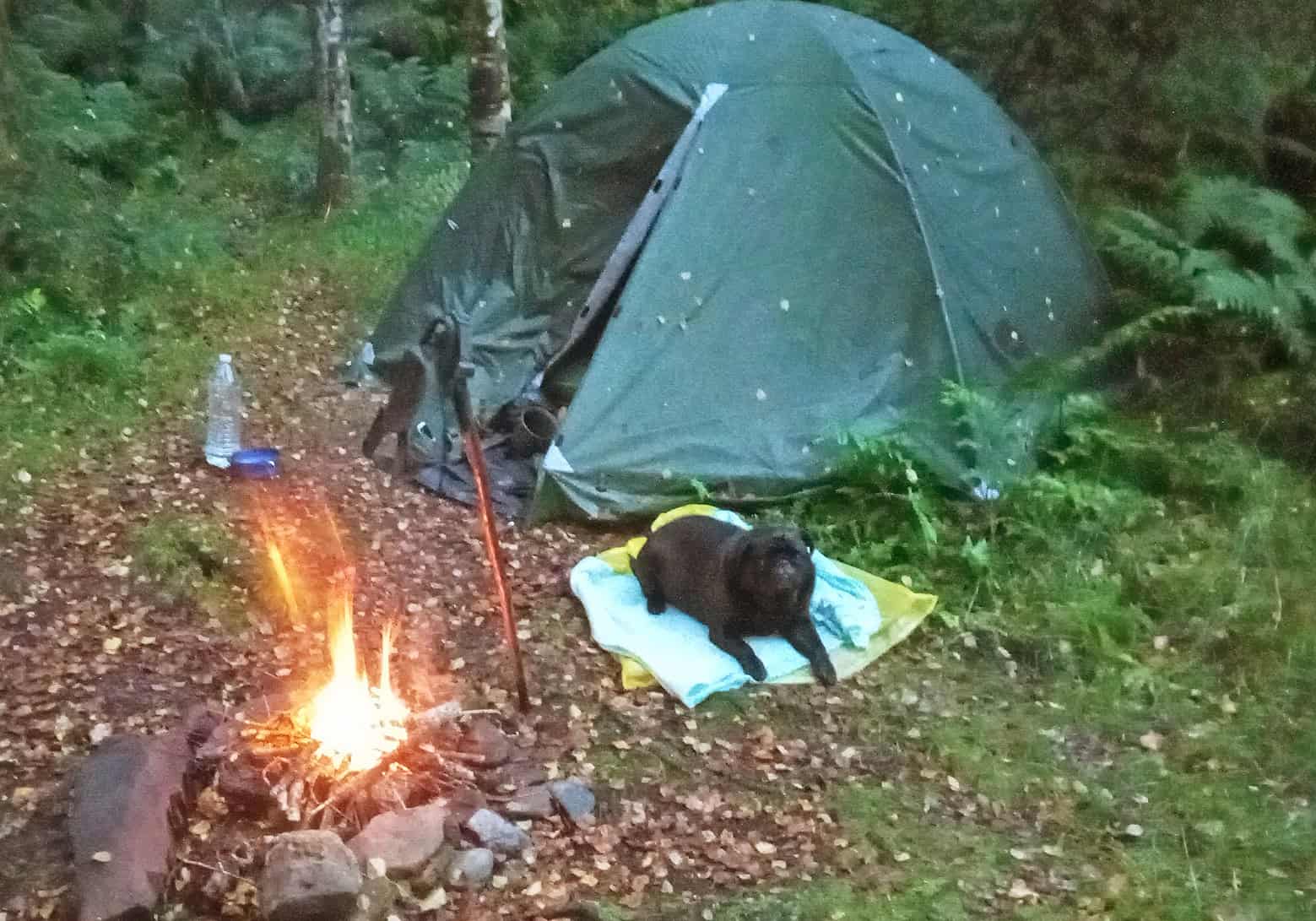 Rocky the Pug Camping