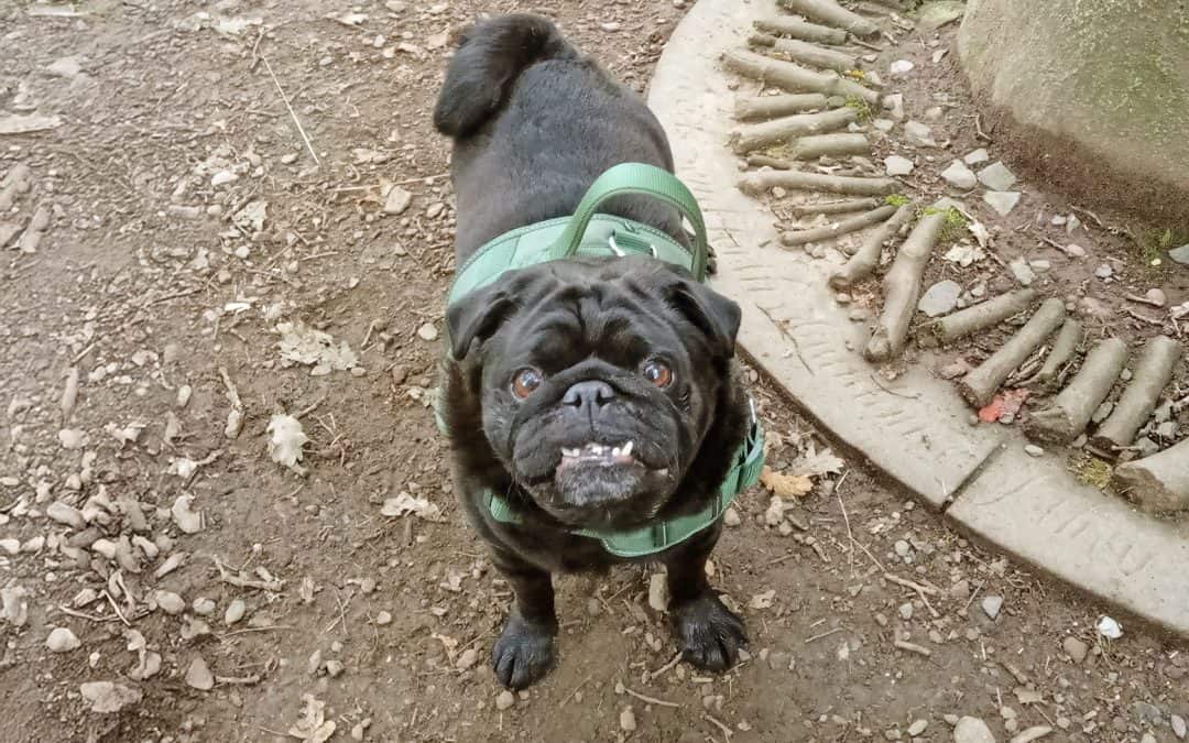 Rocky the Pug Camping