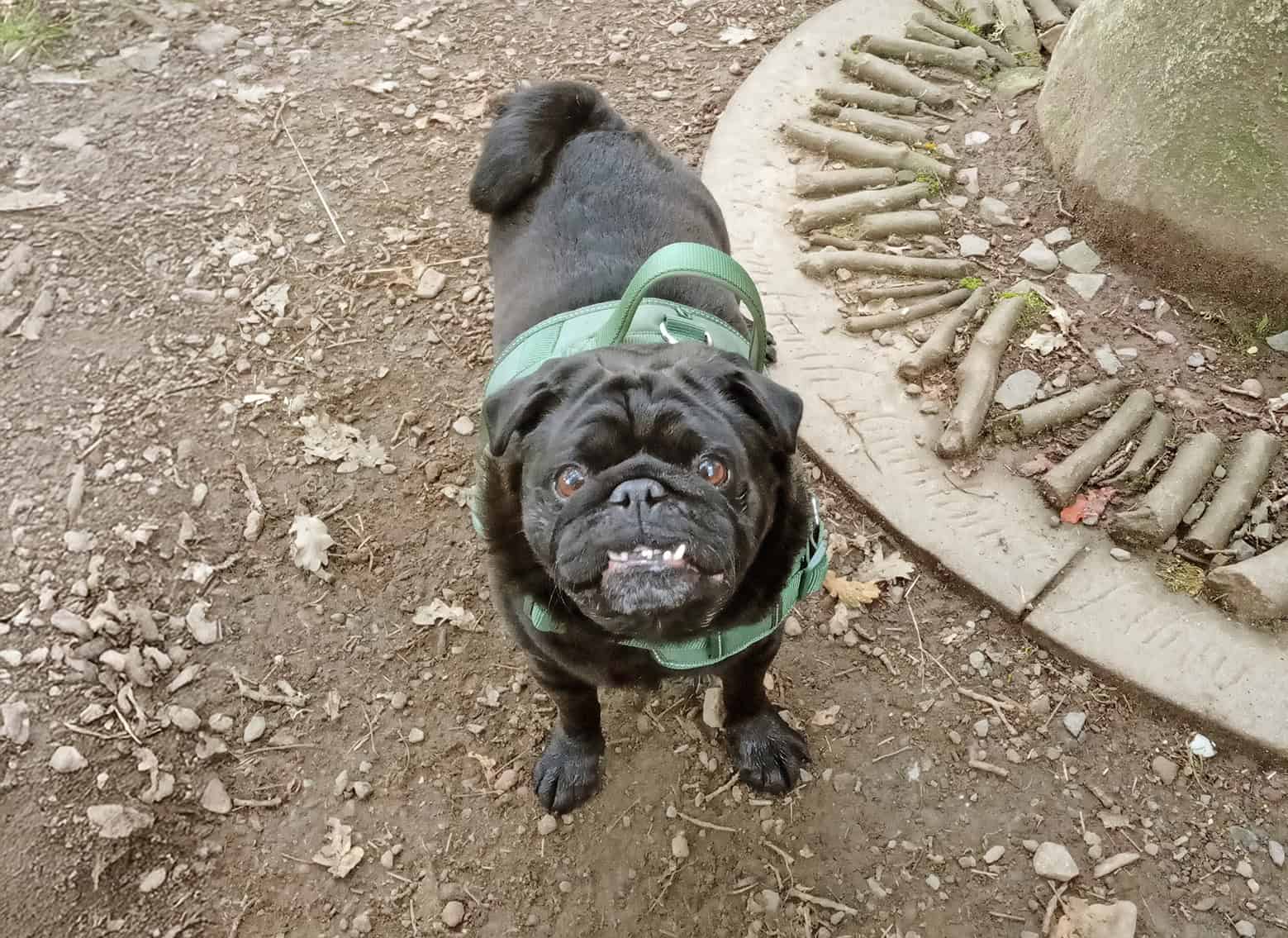 Walking 100 Miles with Rocky