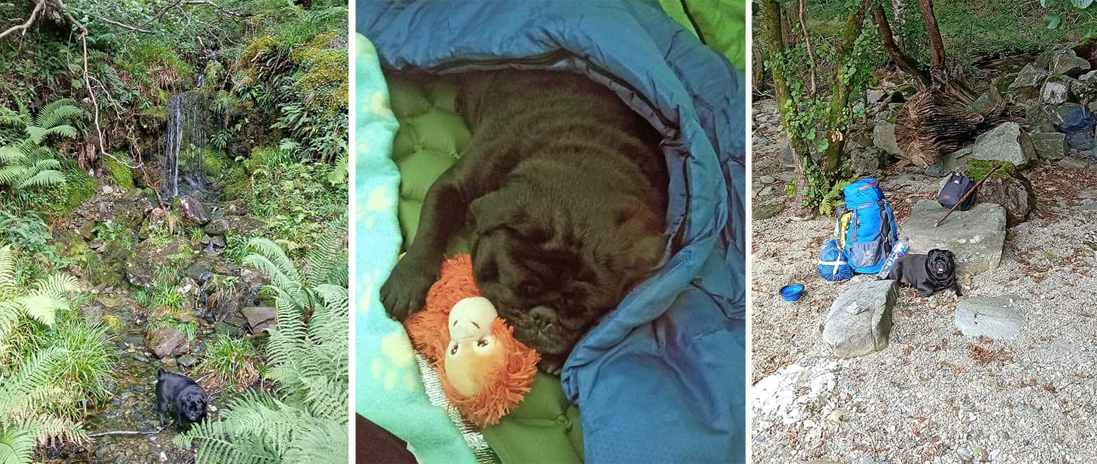 Rocky the Pug Camping
