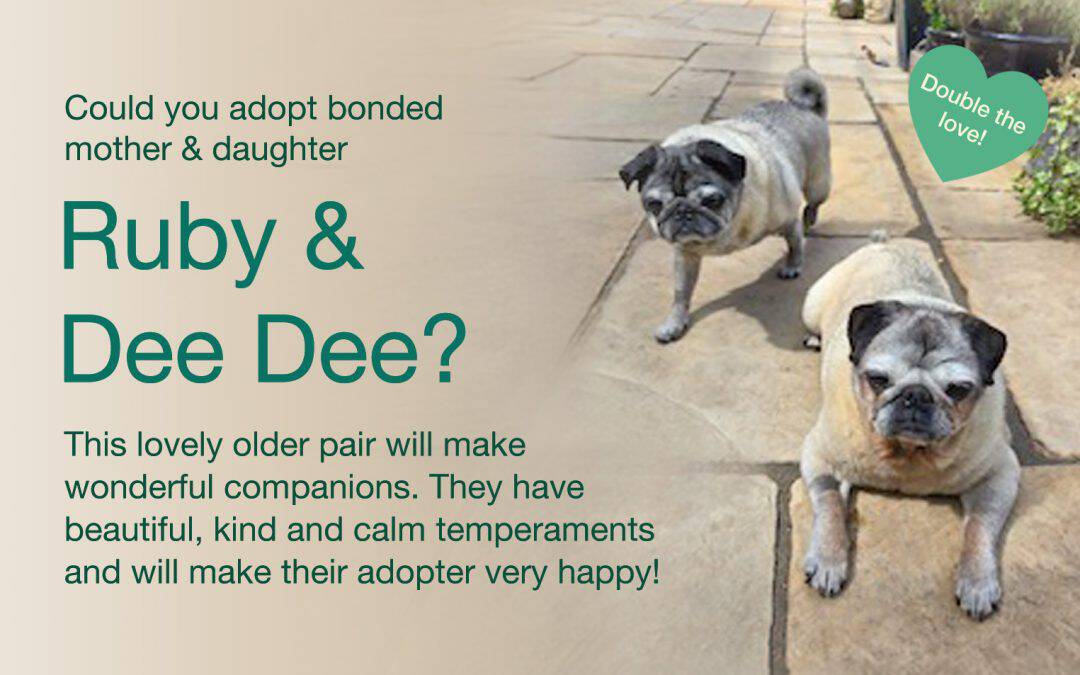 Bonded Pair Ruby & Dee Dee Pugs for Adoption