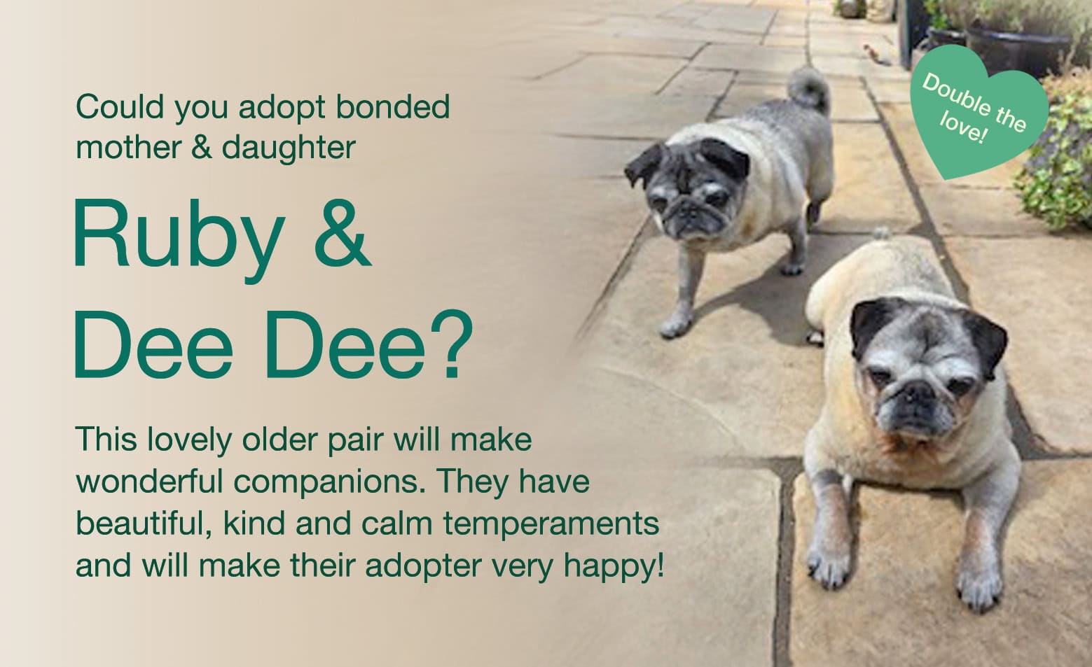 Could You Adopt Bonded Mother & Daughter Ruby & Dee Dee?