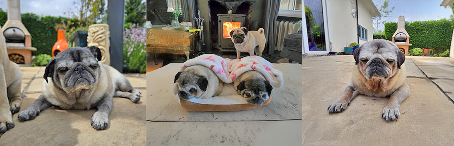 Bonded Pair Ruby & Dee Dee Pugs for Adoption