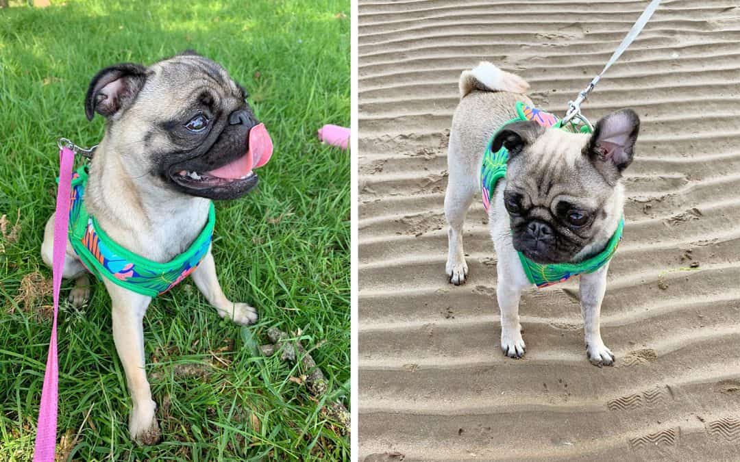 Our Journey with the PDWRA – Dave & Sandra The Pugs!!