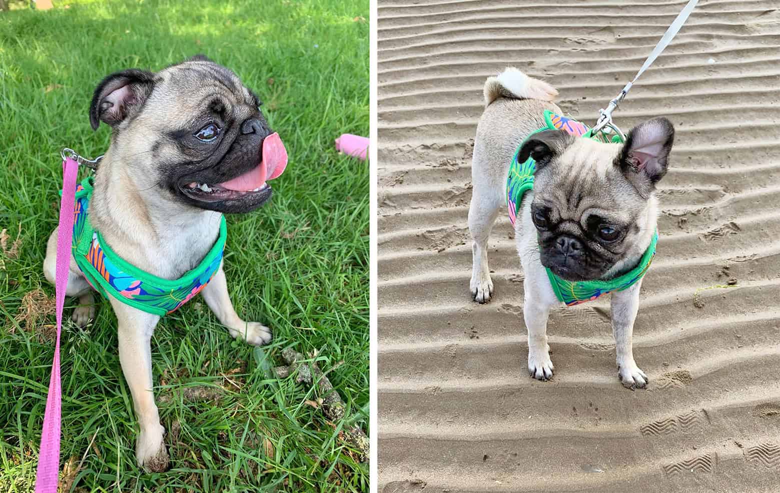 Our Journey with the PDWRA – Dave & Sandra The Pugs!!