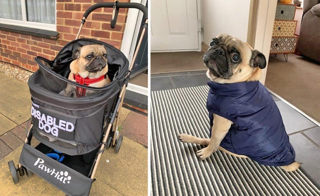 Dave & Sandra The Pugs