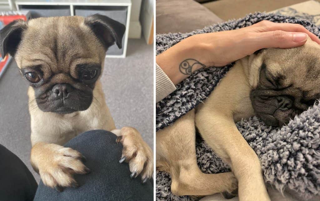 Dave & Sandra The Pugs