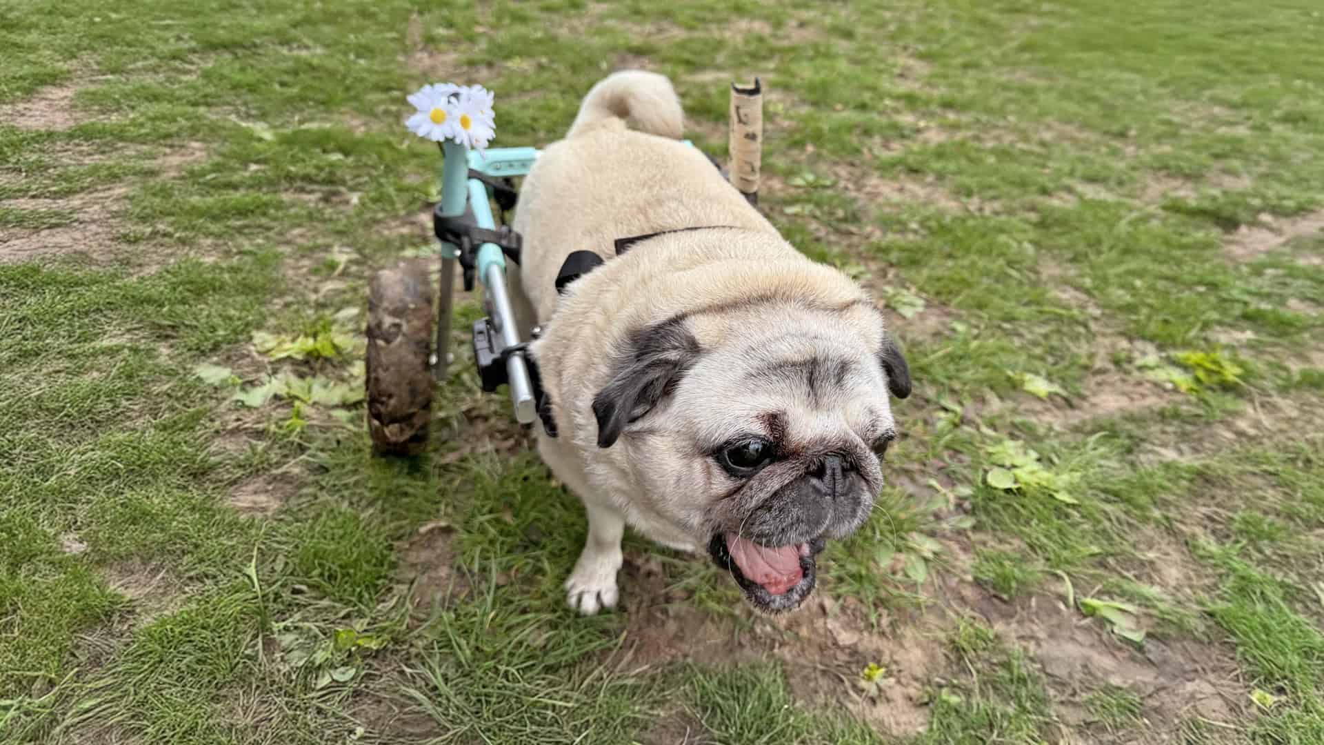 Pugs from Shirley, Georgie and Peppa Article