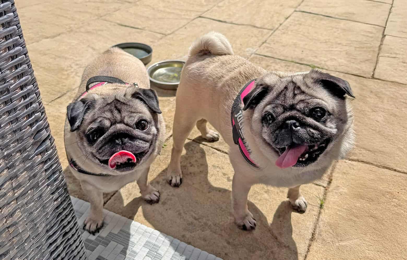Pugs from Shirley, Georgie and Peppa Article