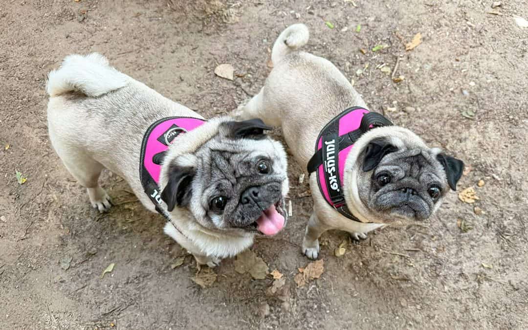 Pugs from Shirley, Georgie and Peppa Article
