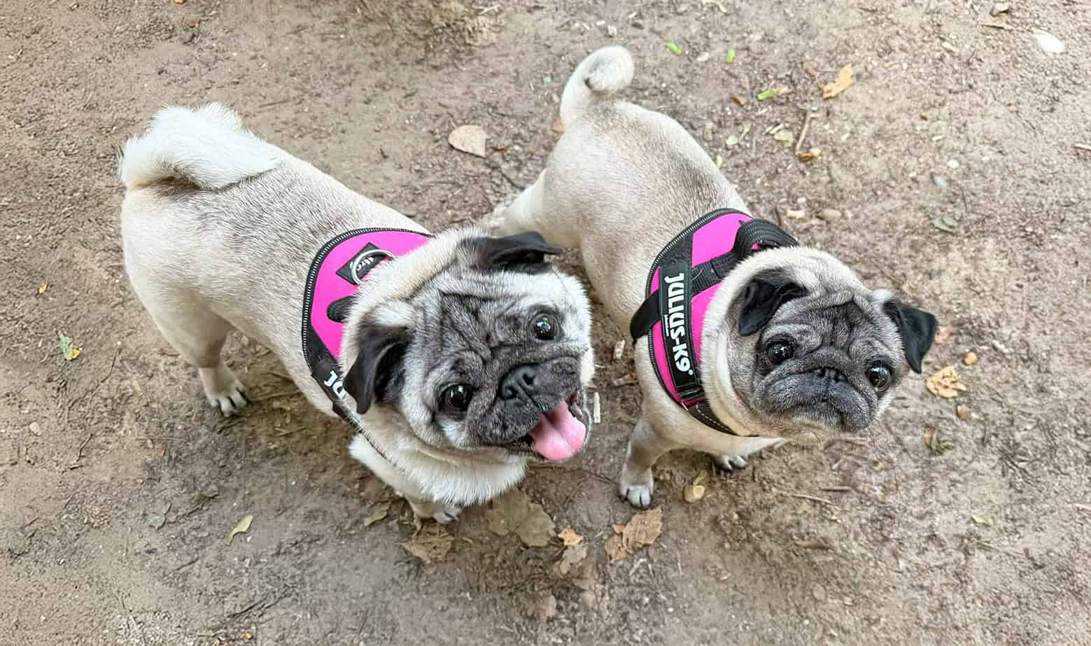 Shirley Gives a Home to Georgie & Peppa