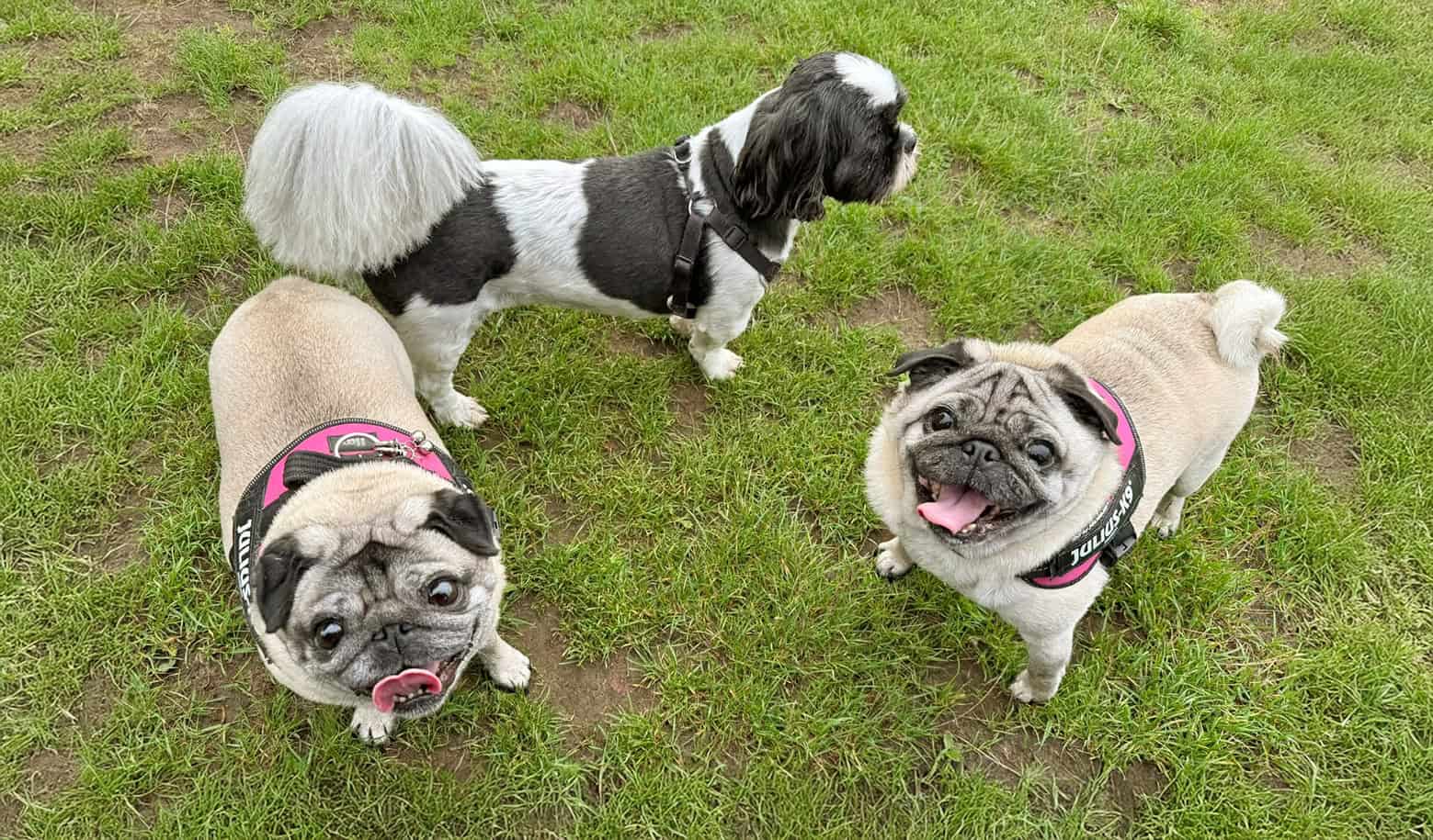 Pugs from Shirley, Georgie and Peppa Article