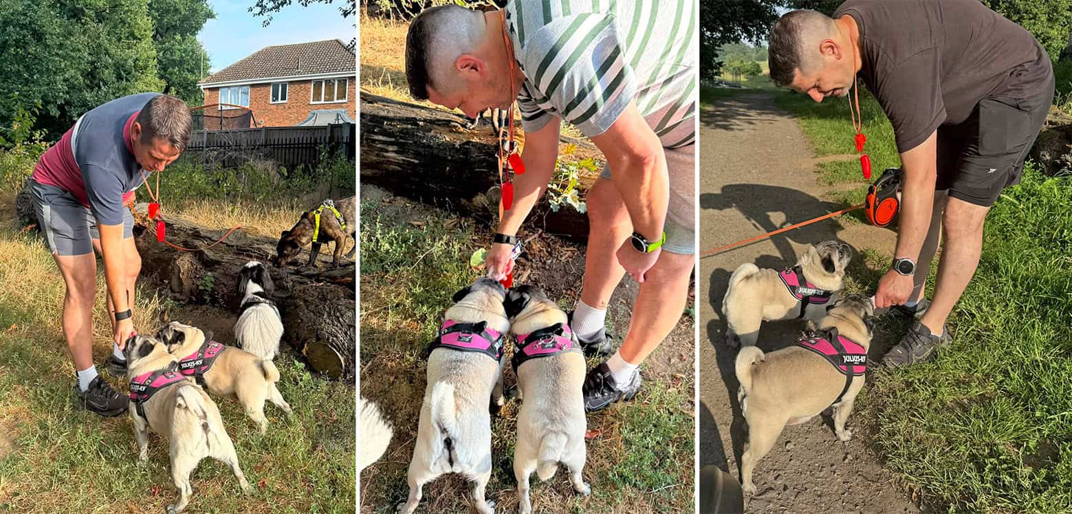 Pugs from Shirley, Georgie and Peppa Article