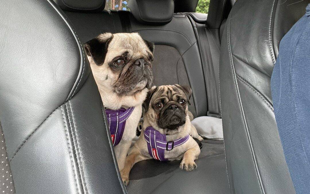 Sian’s Story of Adopting Leo