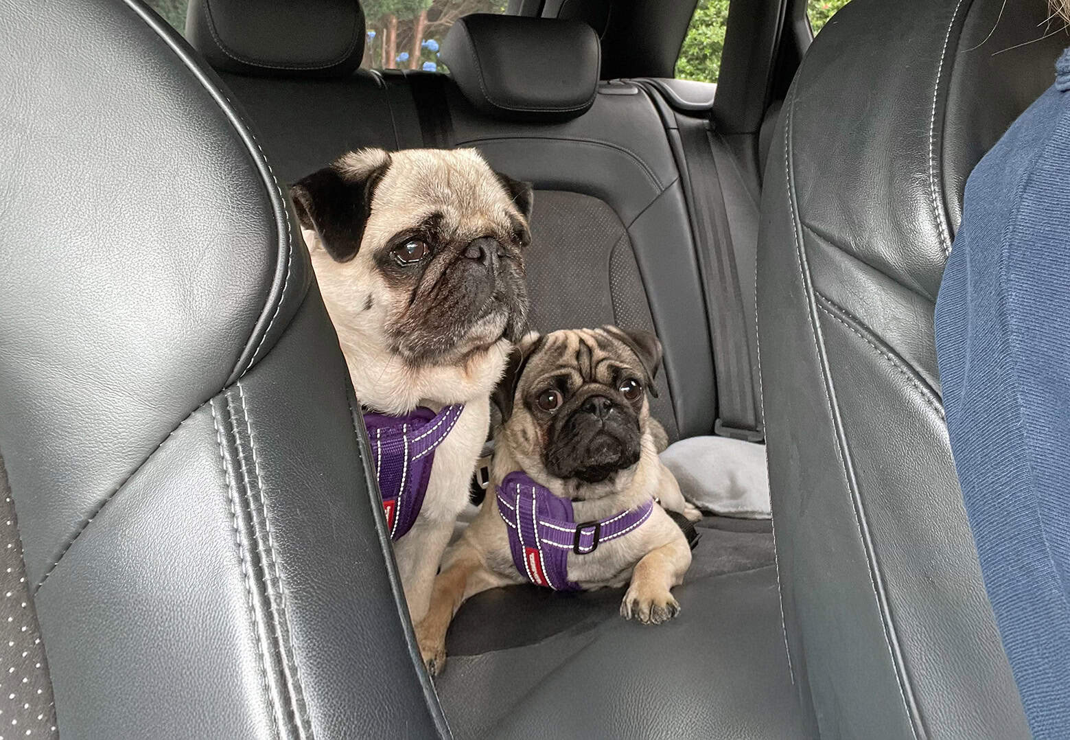 Sian’s Story of Adopting Leo