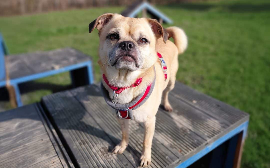 Simba Adoption Appeal
