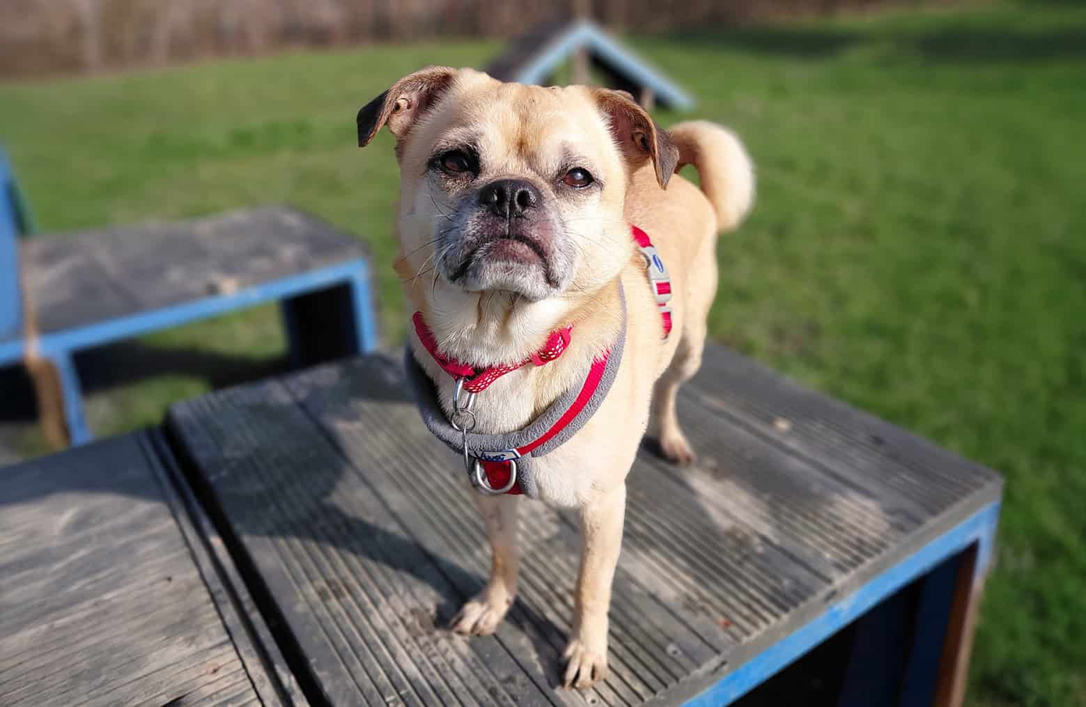 Could You Adopt Simba?