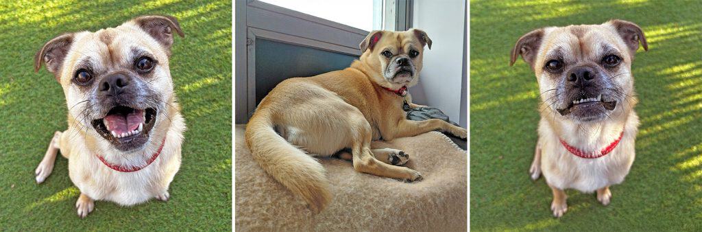 Simba Adoption Appeal