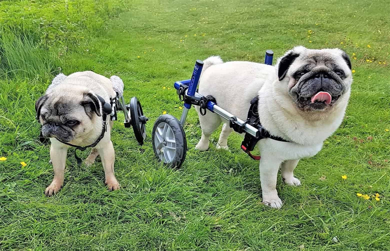 Two Fawn Pugs Using Wheels Assistance