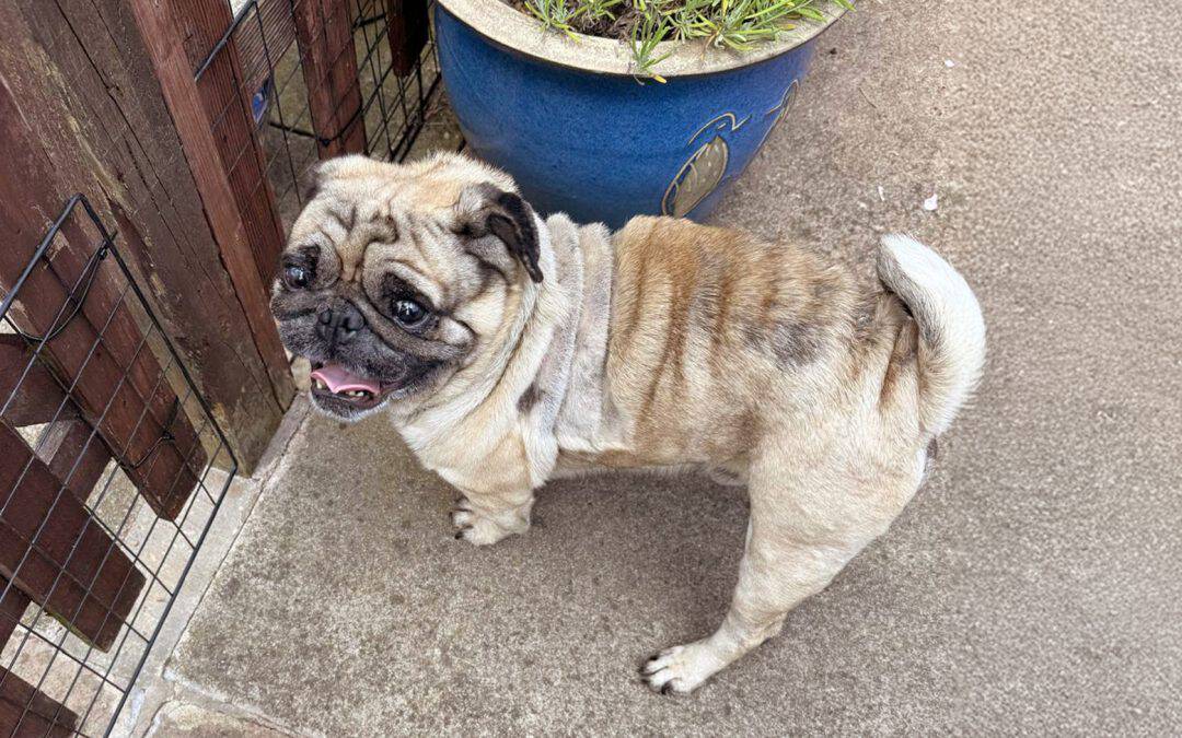 Appeal for Donations for Fawn Pug Sunny