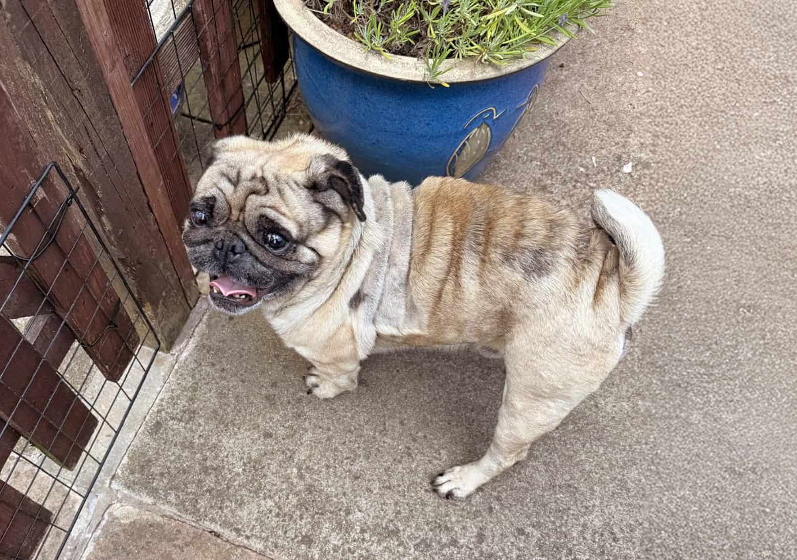 Appeal – Helping Sunny to Live the Life He Deserves