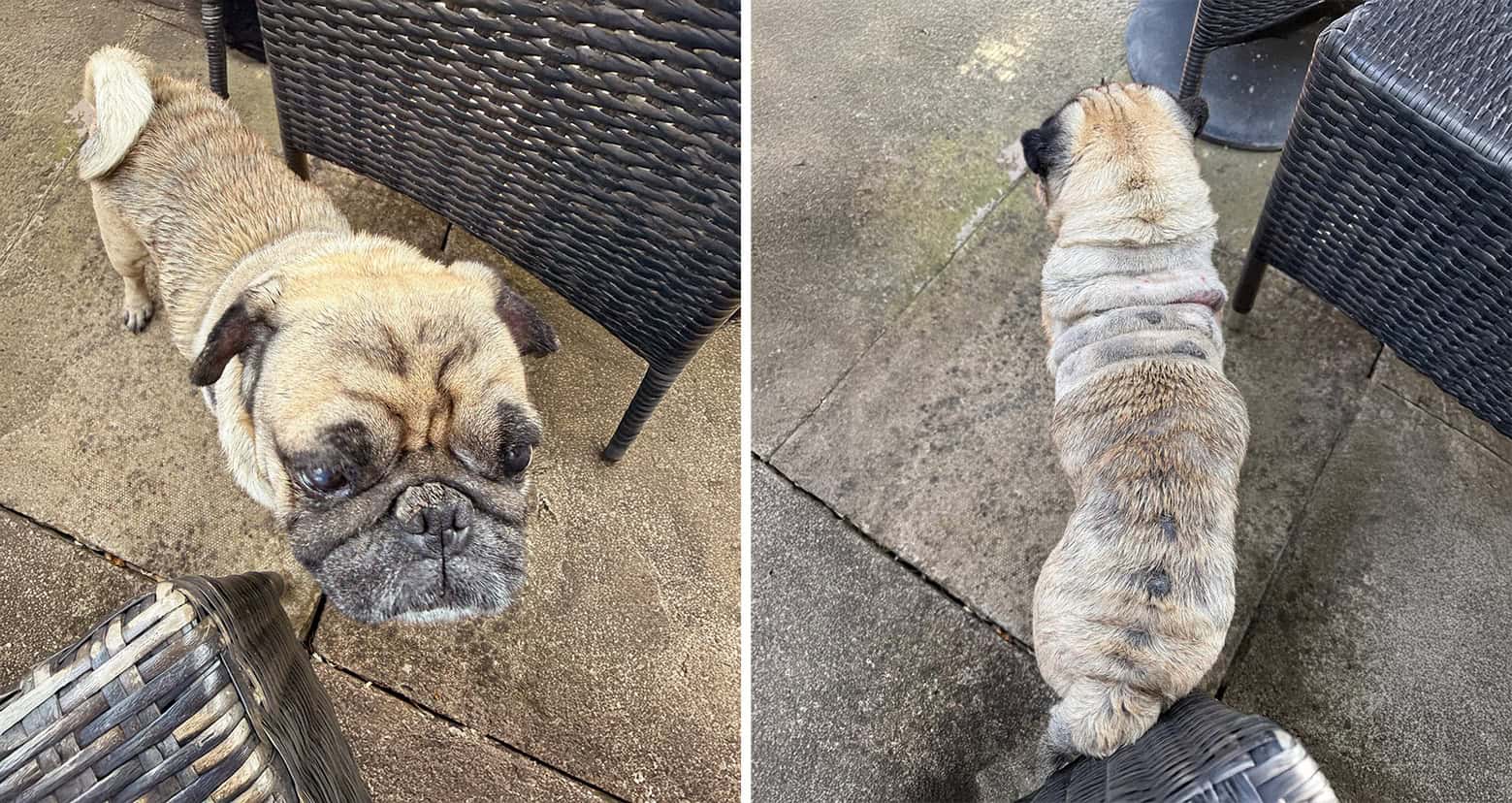Appeal for Donations for Fawn Pug Sunny