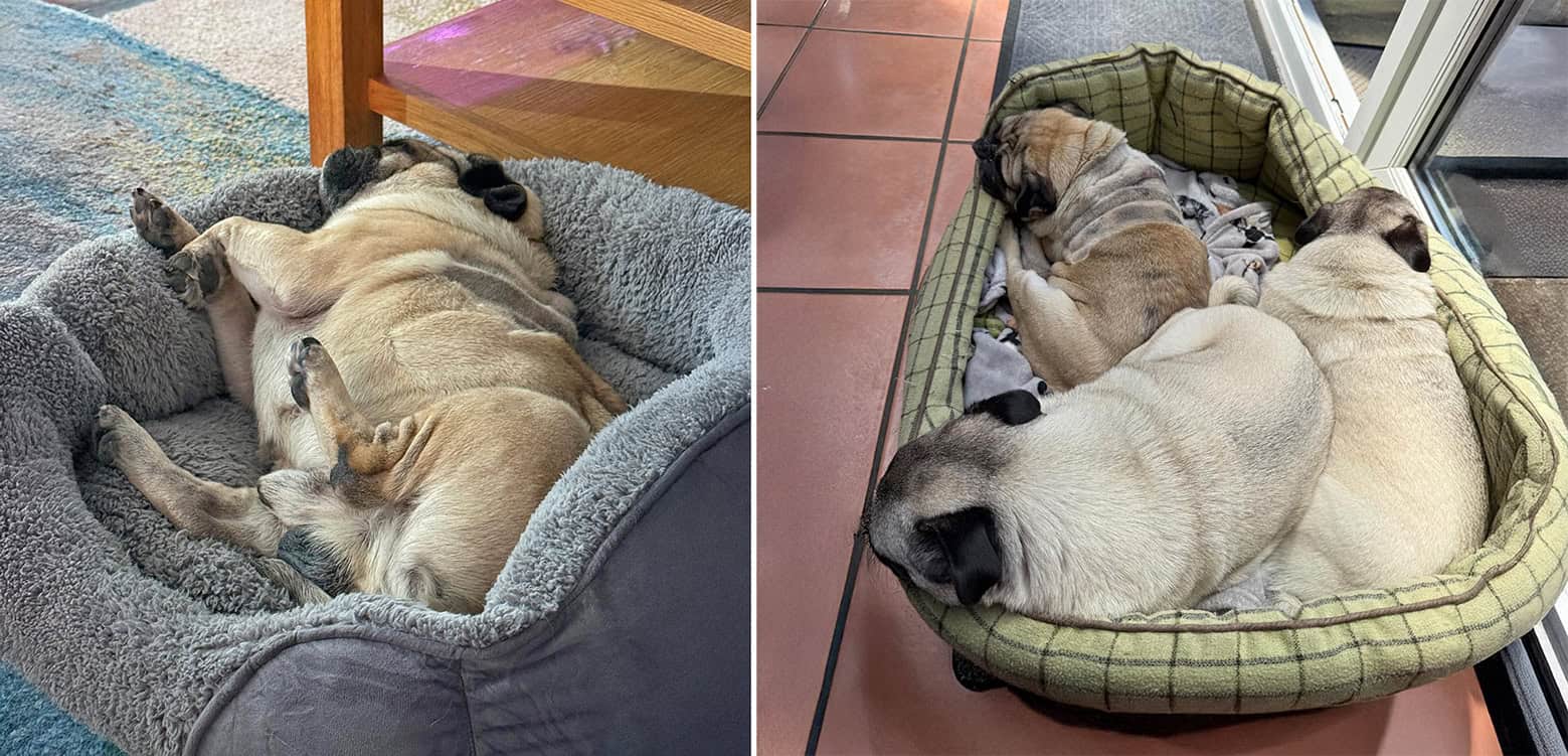 Appeal for Donations for Fawn Pug Sunny
