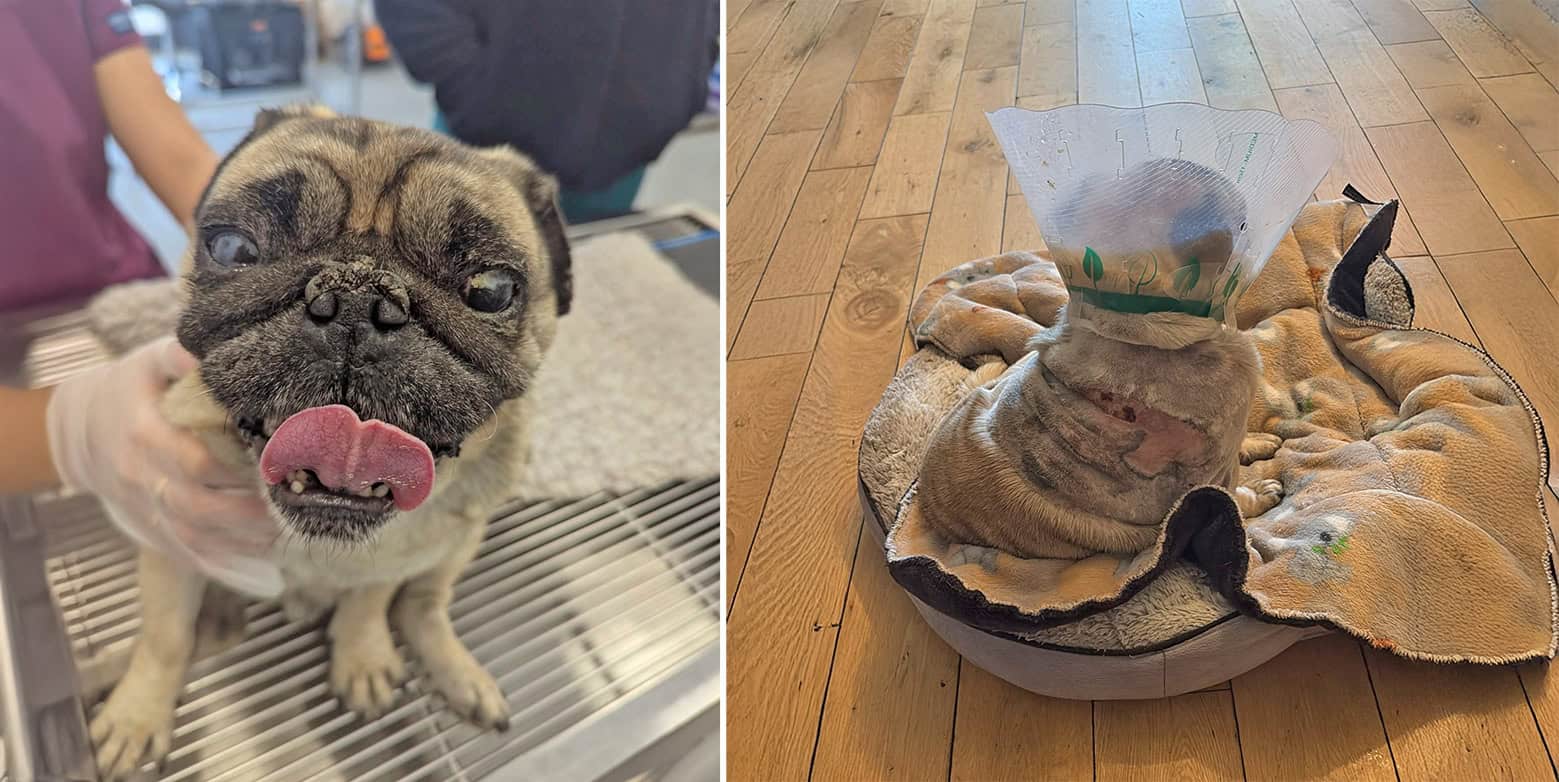 Appeal for Donations for Fawn Pug Sunny