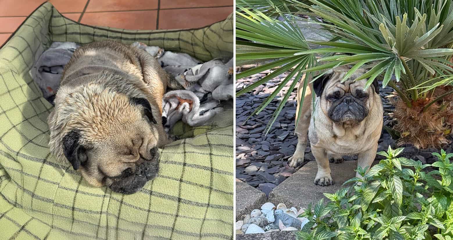 Appeal for Donations for Fawn Pug Sunny