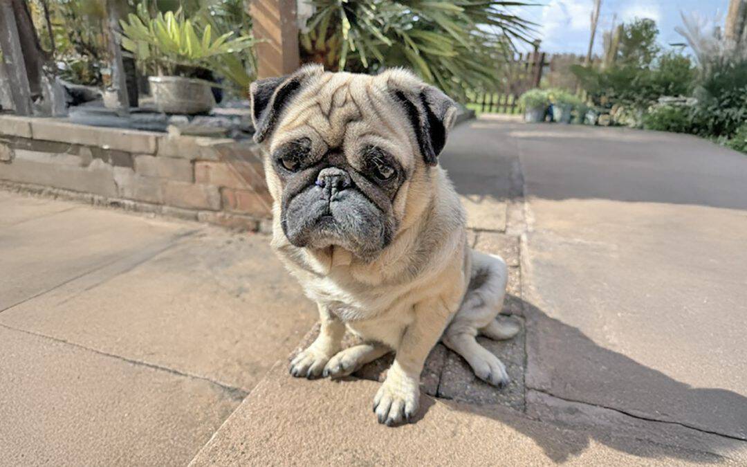 Sunny Appeal Update