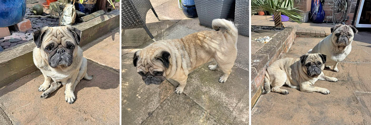 Sunny Appeal Update