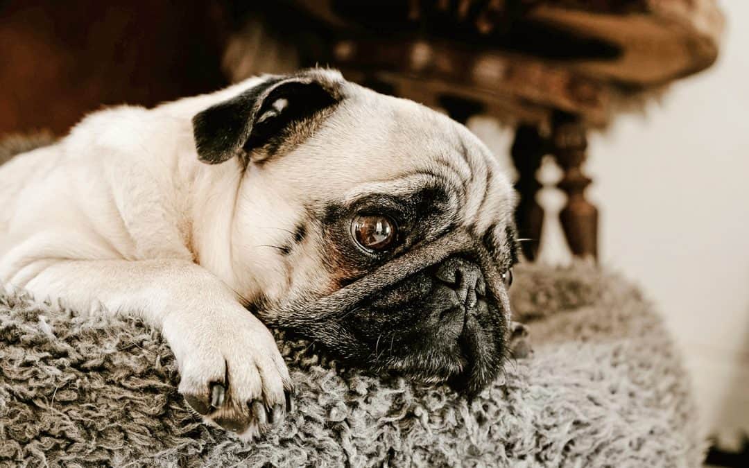 What Happens to Pugs Once Surrendered to the PDWRA?