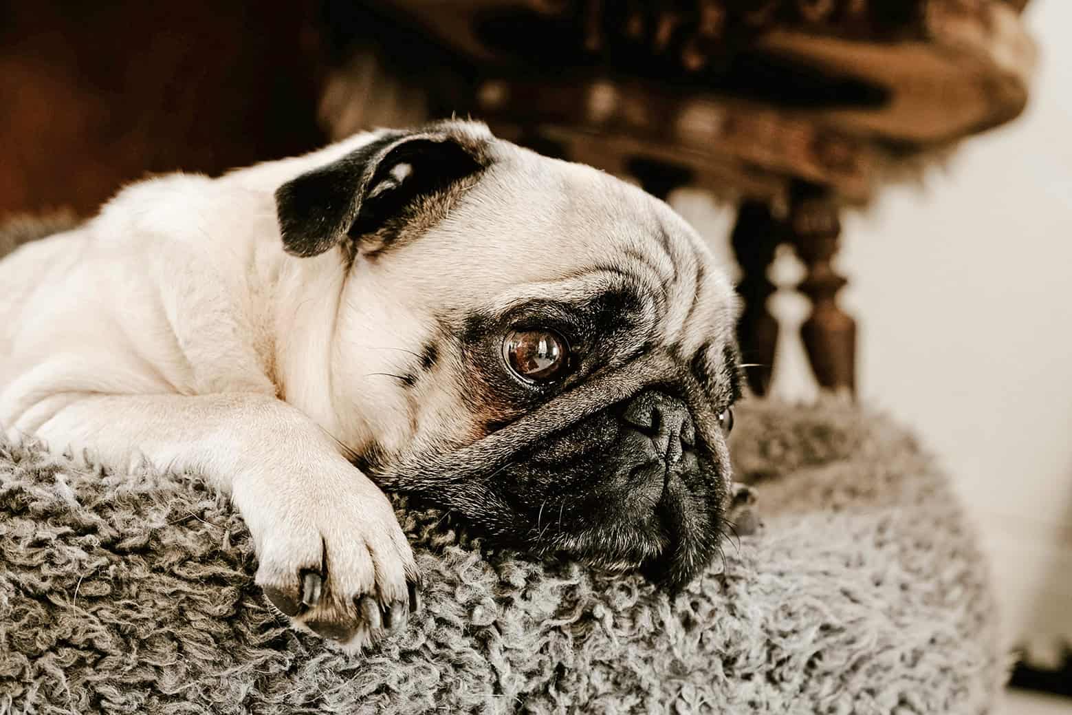 What Happens to Pugs Once Surrendered to the PDWRA?