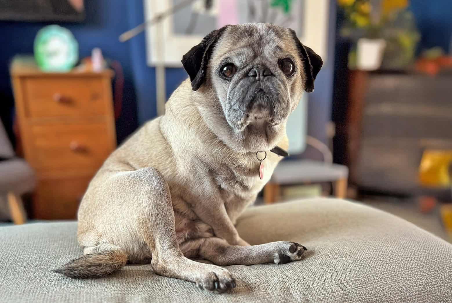 Ted the Fawn Pug