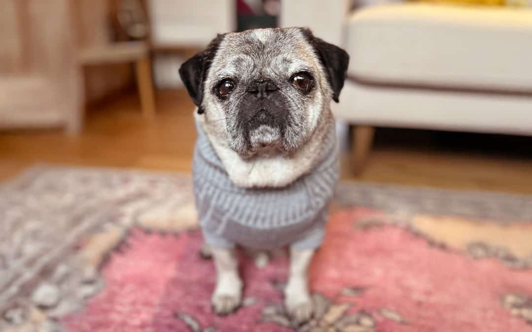 Ted the Fawn Pug