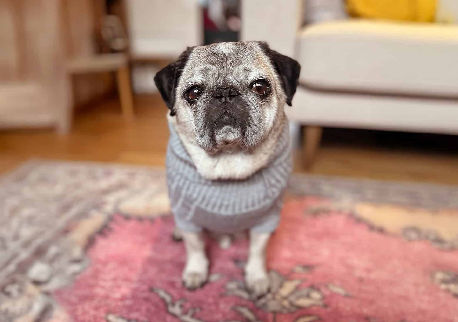 Jane’s Story of Adopting Ted