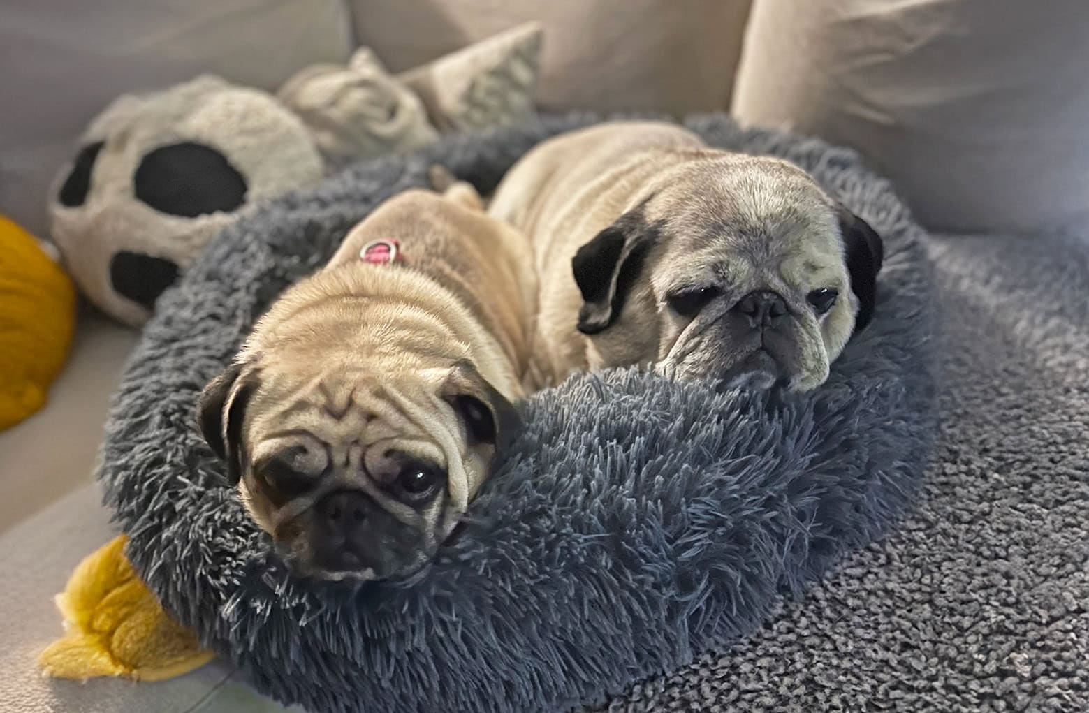 Ted the Fawn Pug`