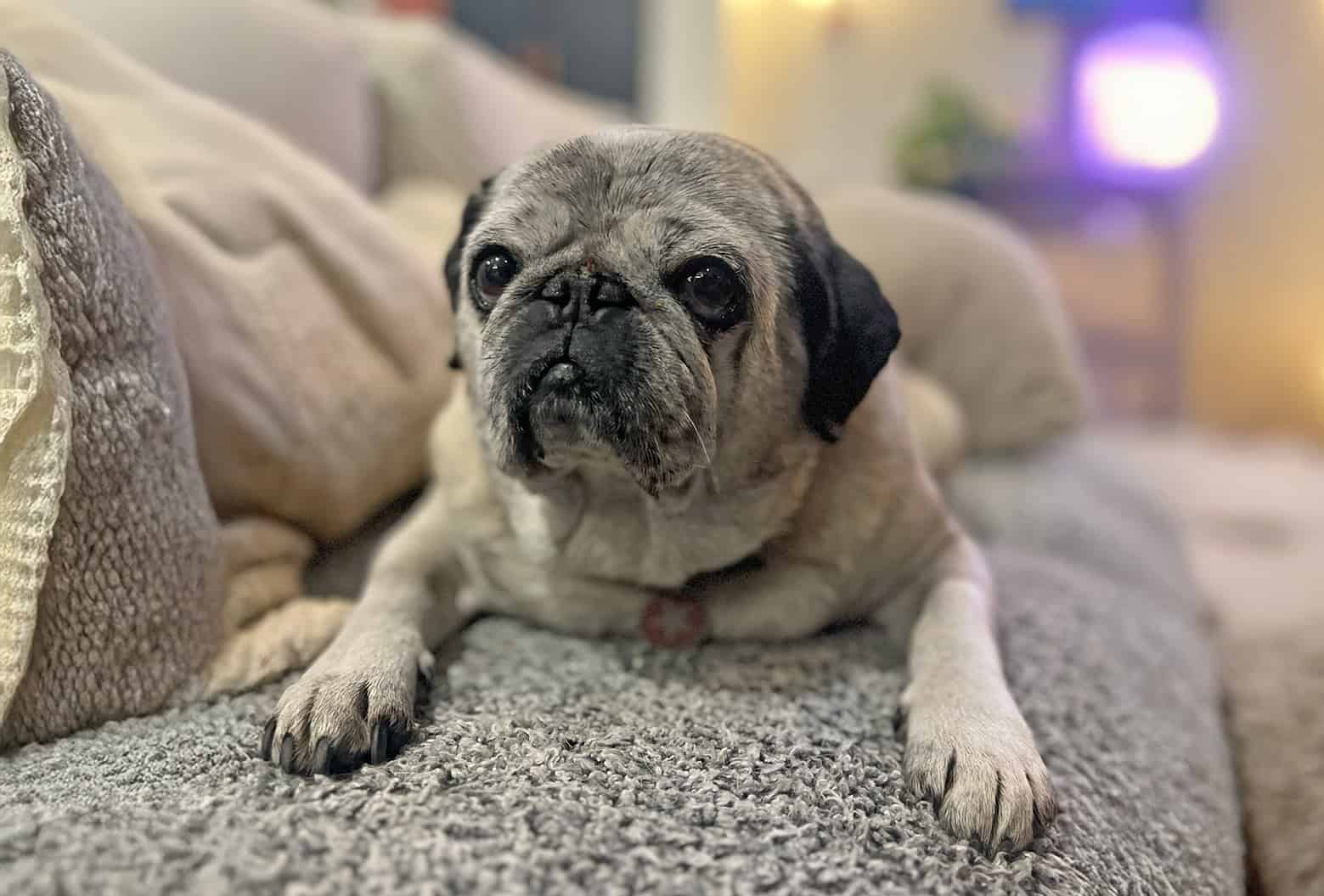 Ted the Fawn Pug