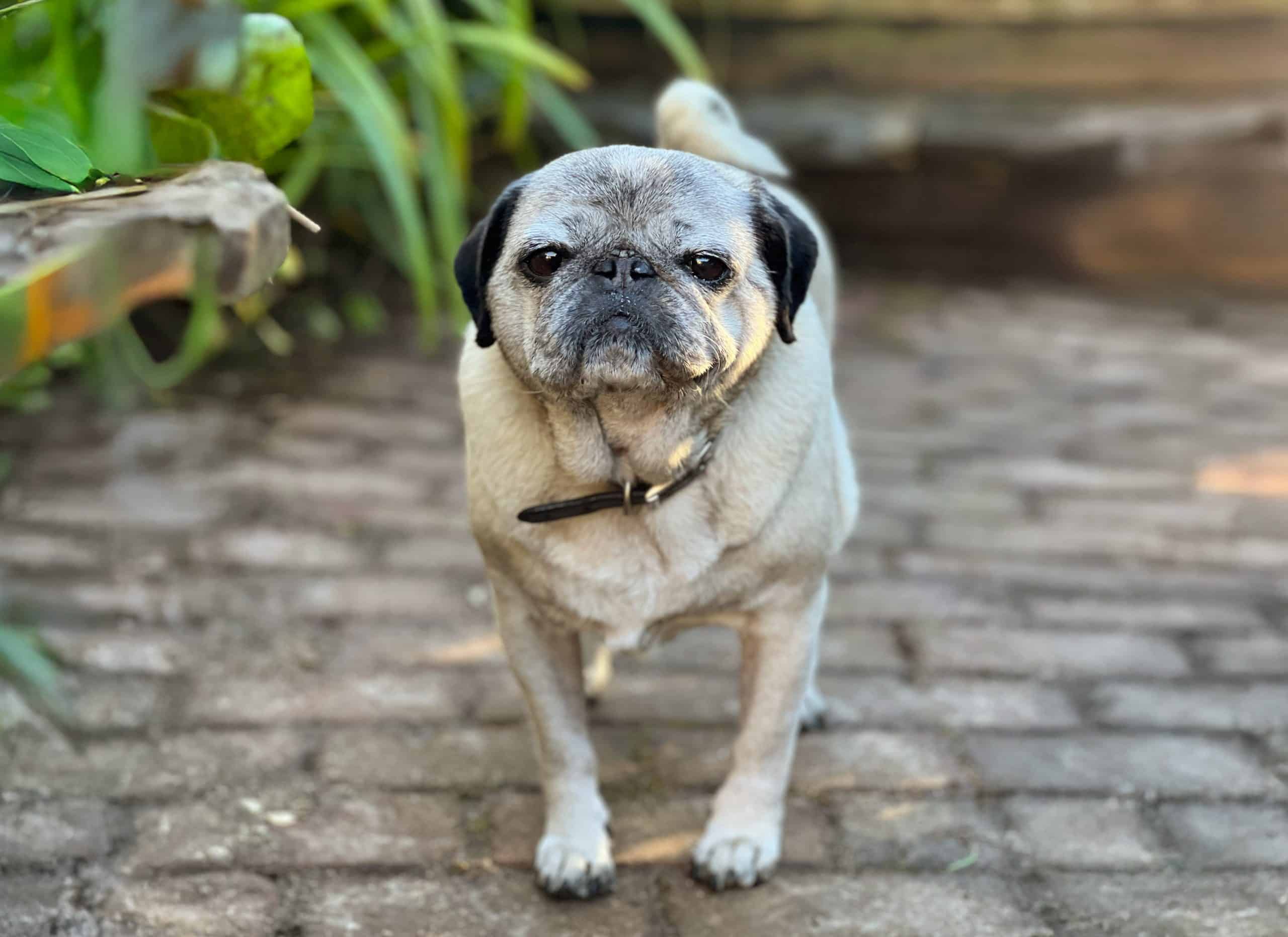 Ted the Fawn Pug