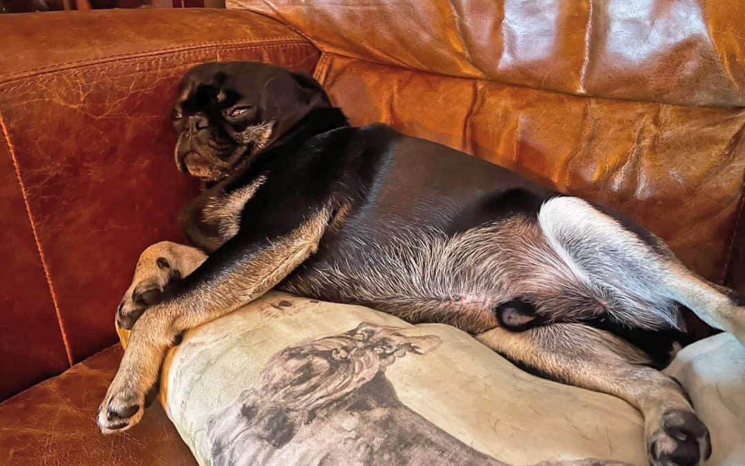 Troy - Pug Adopted from the PDWRA