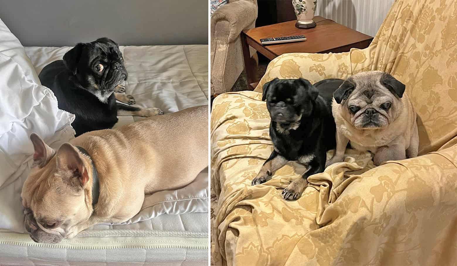 Troy - Pug Adopted from the PDWRA and Friend