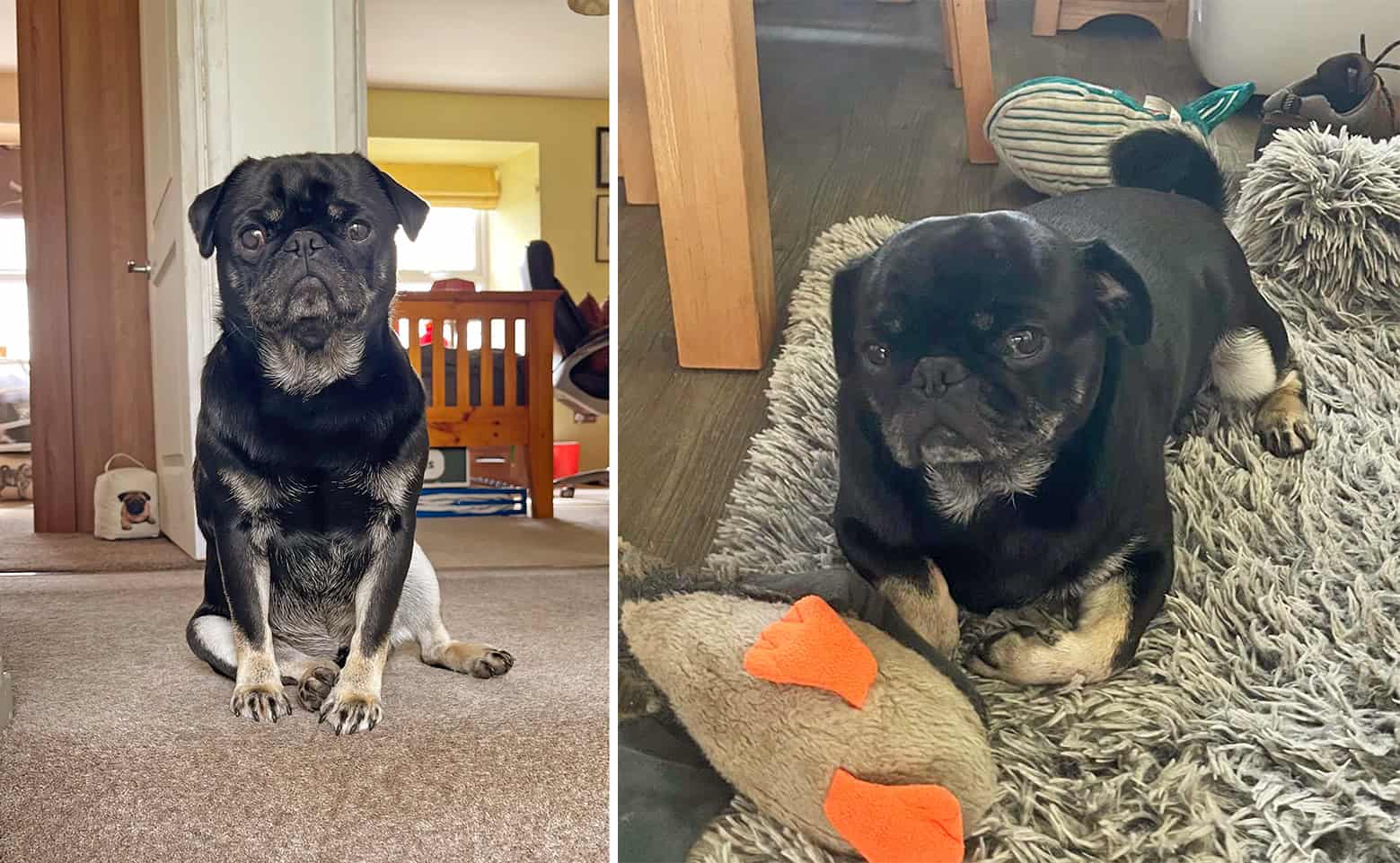 Troy - Pug Adopted from the PDWRA