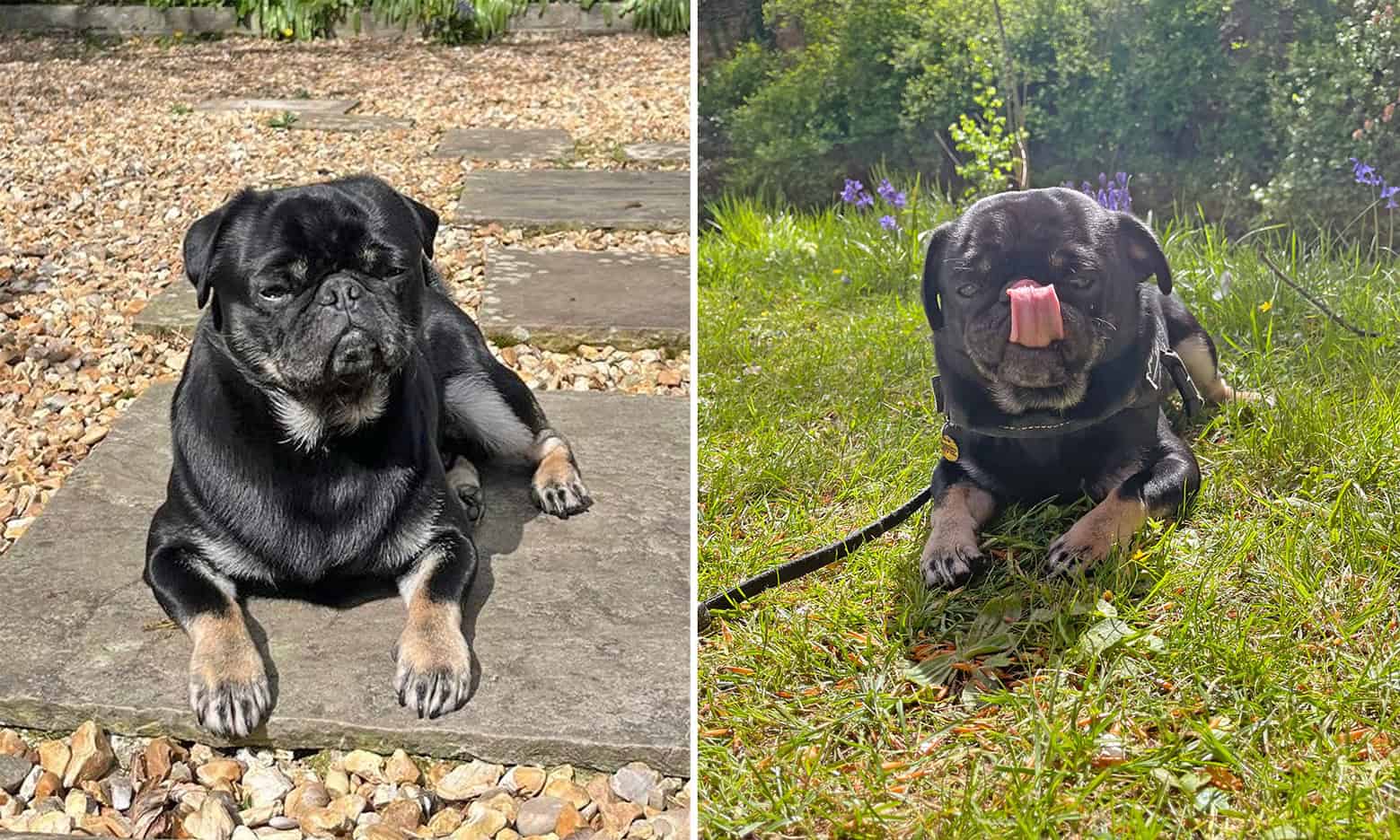 Troy - Pug Adopted from the PDWRA