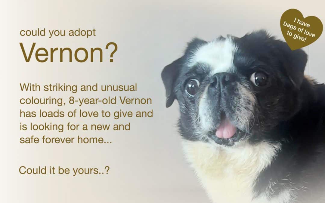 Vernon Black & White Pug for Adoption