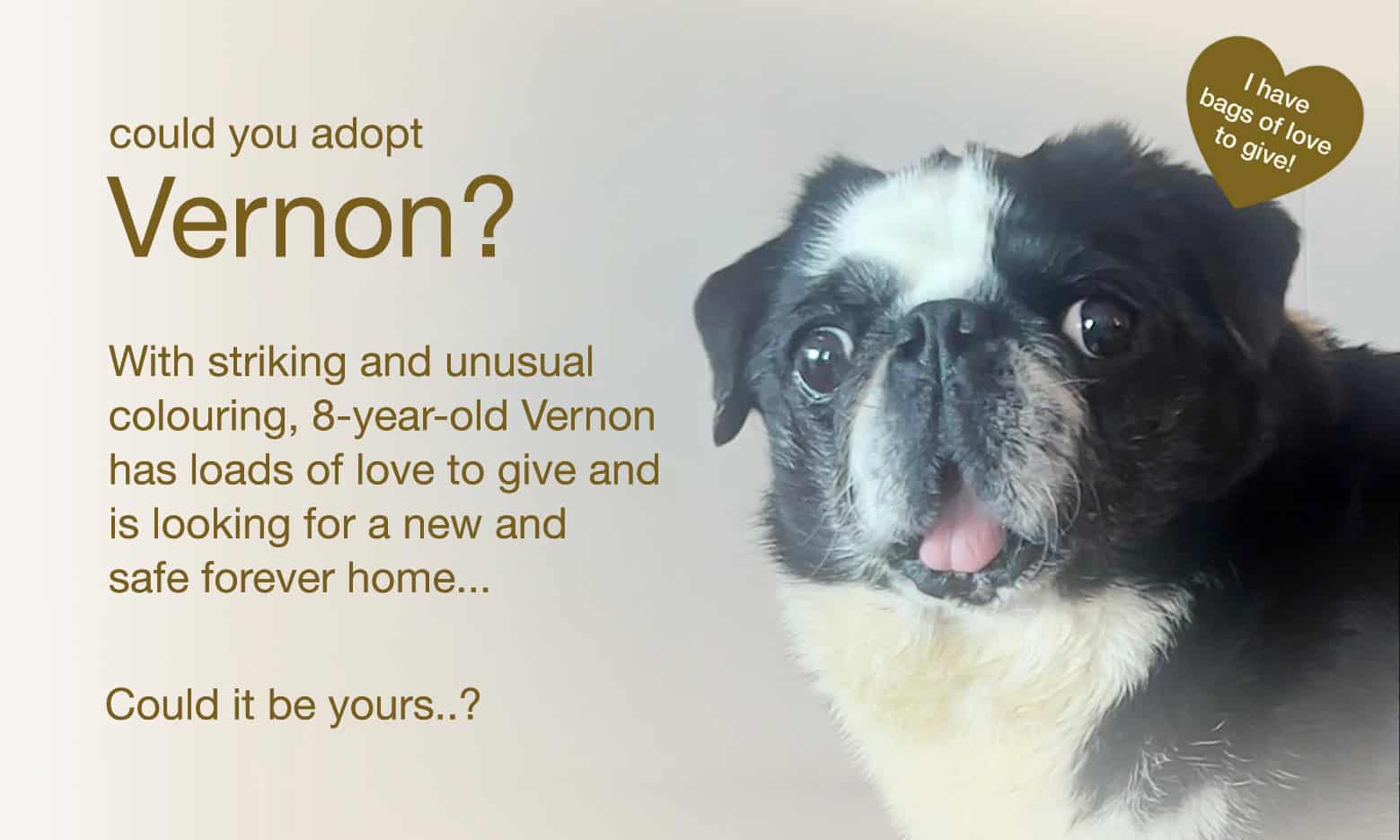 Could You Adopt Vernon?