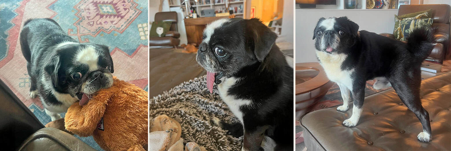 Vernon Black & White Pug for Adoption