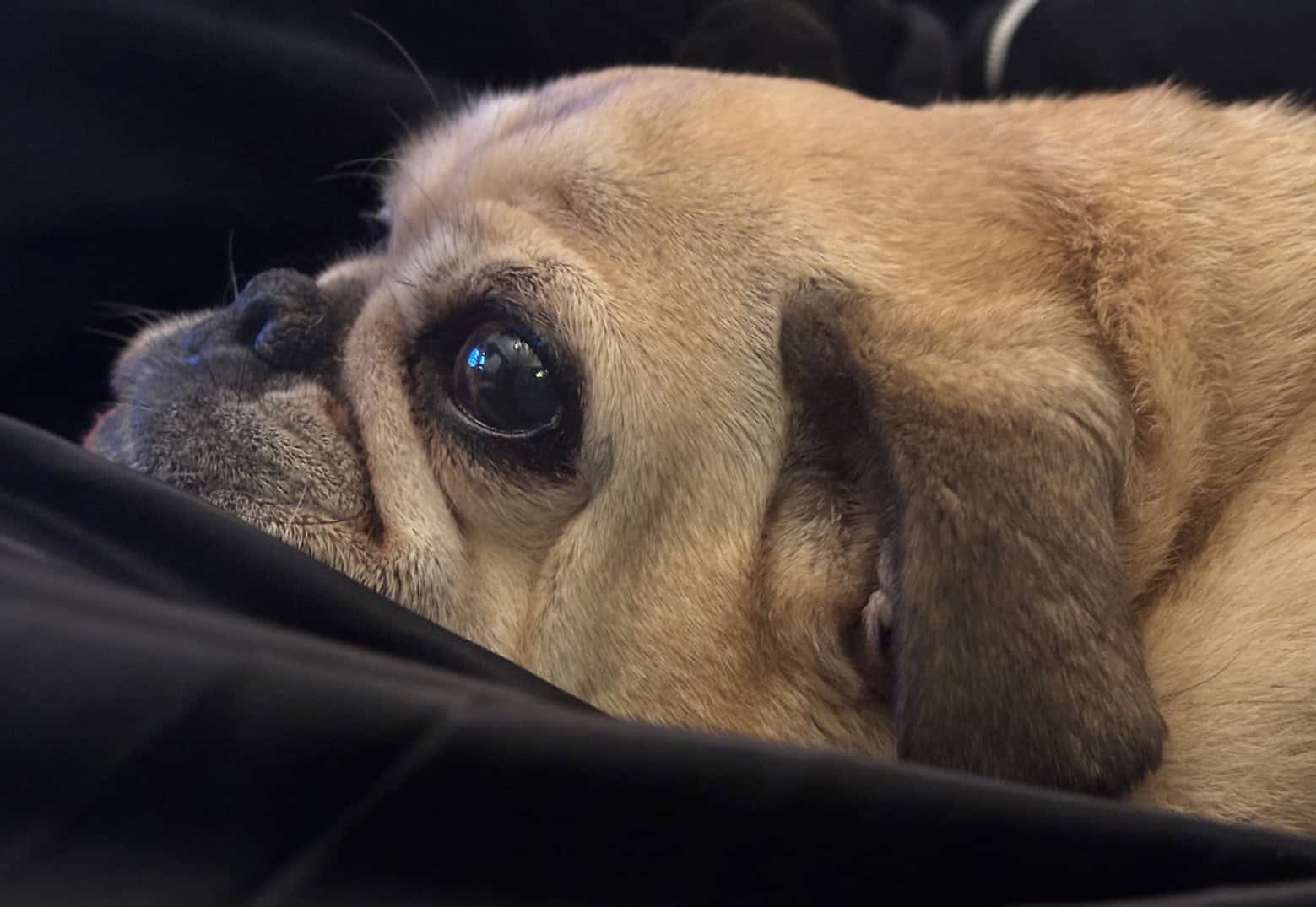 Vito the Pug