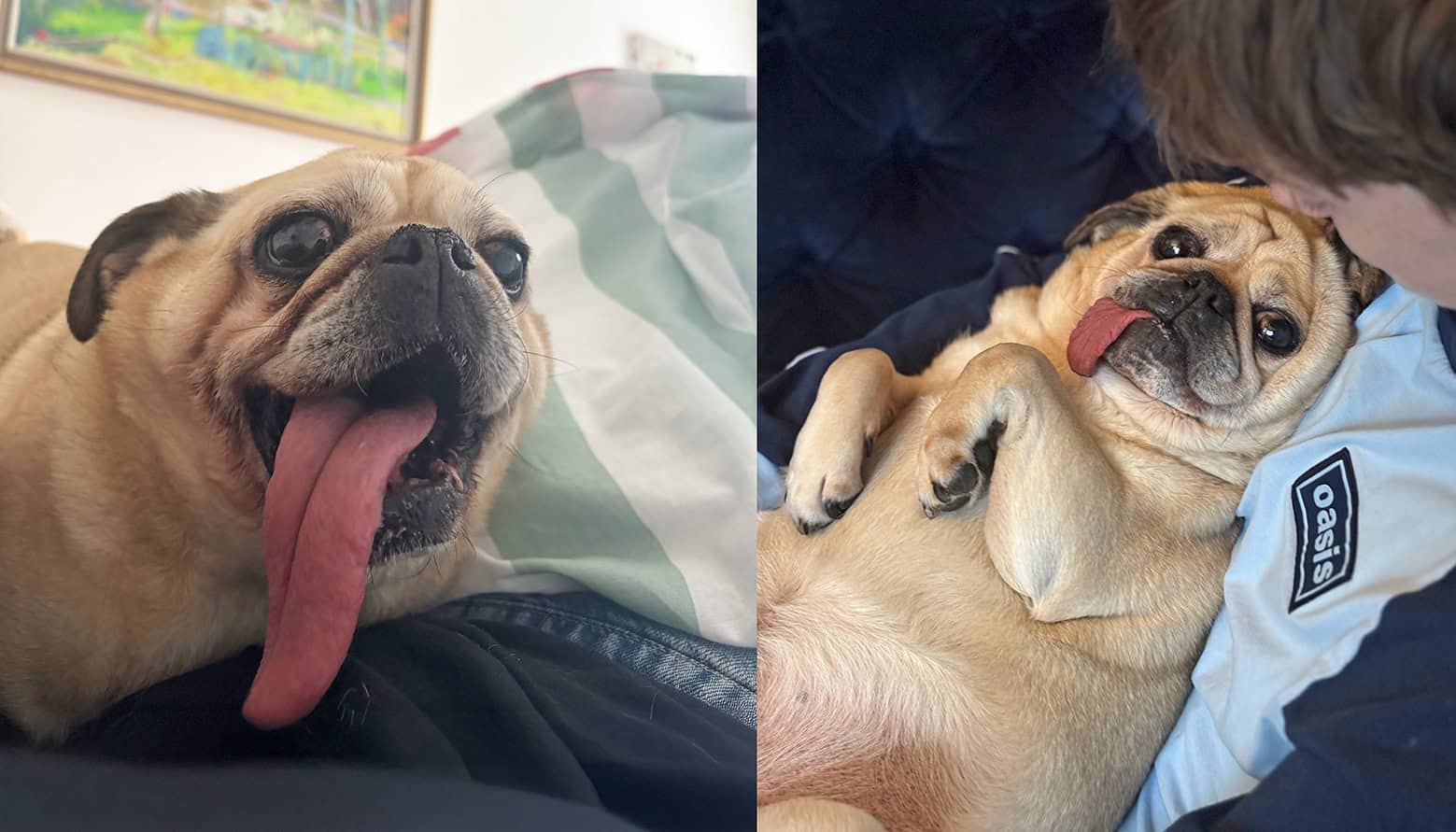 Vito the Pug