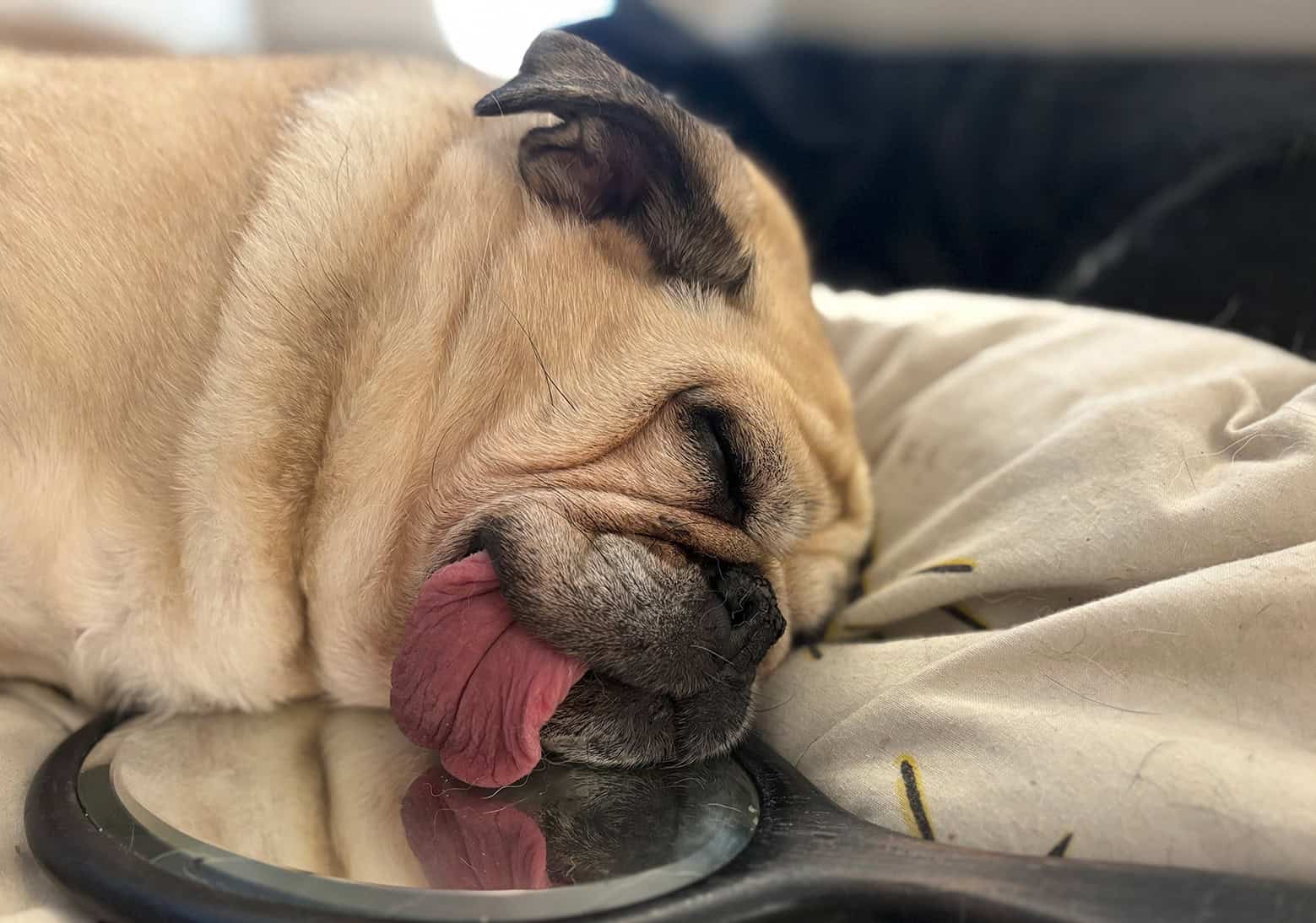 Vito the Pug